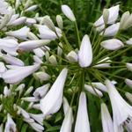 Agapanthus 'Windsor Grey' - Afrikaanse lelie