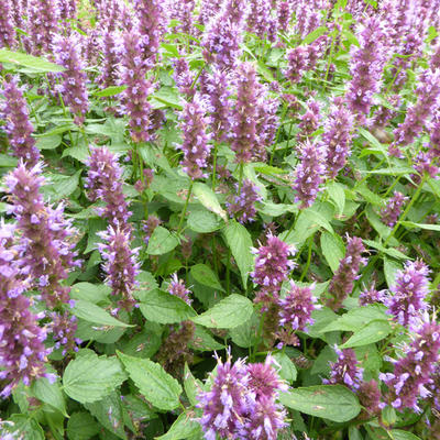 Dropplant - Agastache rugosa 'Beelicious Purple'