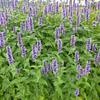 Anijsplant/Dropplant - Agastache 'Blackadder'