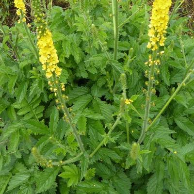 Gewone agrimonie - Agrimonia eupatoria