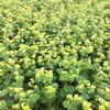 Vrouwenmantel - Alchemilla erythropoda