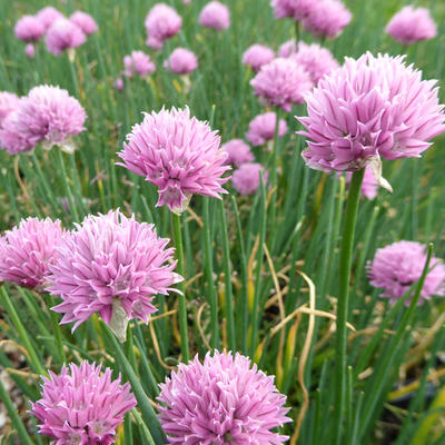 Bieslook Allium Schoenoprasum Rising Star