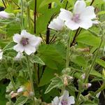Althaea officinalis - Heemst