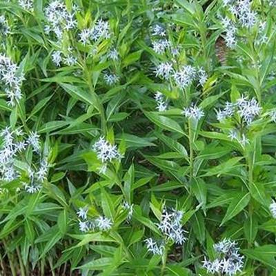 Stermaagdenpalm - Amsonia illustris