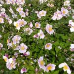 Anemone tomentosa 'Robustissima' - Tibetaanse herfstanemoon