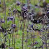 Akelei - Aquilegia vulgaris 'Black Barlow'