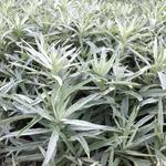 Artemisia ludoviciana 'Silver Queen' - Westerse bijvoet