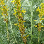 Jonkerlelie - Asphodeline lutea