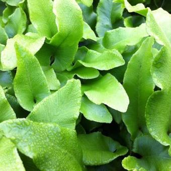 Asplenium scolopendrium 'Undulatum'