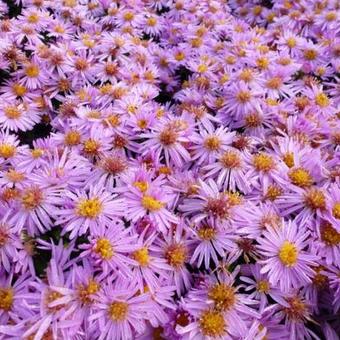 Aster dumosus 'Rozika'