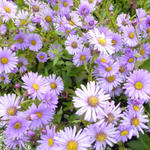 Aster 'JS Barts Blue Beauty' - Herfstaster