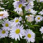 Herfstaster - Aster novi-belgii 'Porzellan'