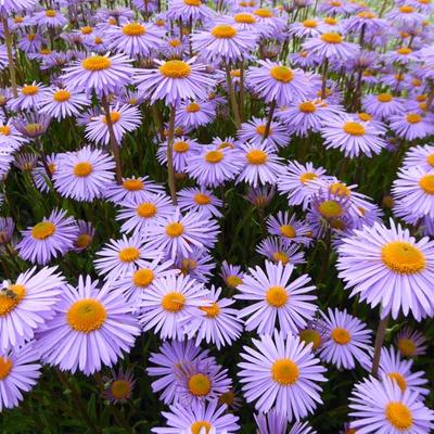 Aster - Aster tongolensis 'Napsbury'