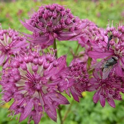 Zeeuws knoopje - Astrantia major 'Ruby Cloud'