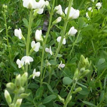 Baptisia alba 'Pendula'