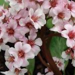 Bergenia 'Baby Doll' - Schoenlappersplant