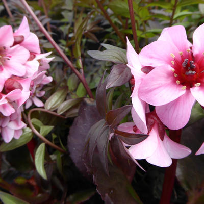 Schoenlappersplant - Bergenia DRAGONFLY 'Sakura'