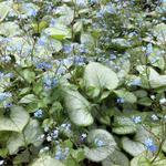 Brunnera macrophylla 'Looking Glass' - Kaukasische vergeet-mij-nietje - Brunnera macrophylla 'Looking Glass'