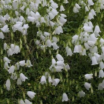 Campanula lactiflora 'Alba'