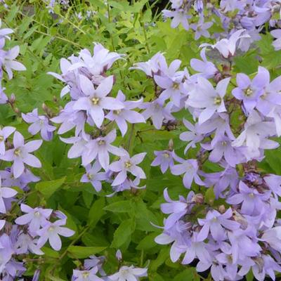 Klokjesbloem - Campanula lactiflora