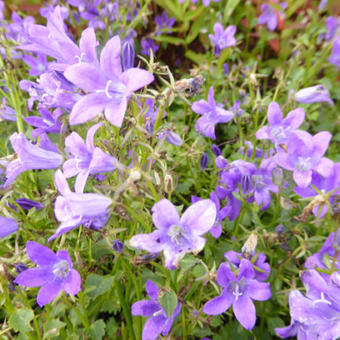 Campanula portenschlagiana 'Resholt Variety'