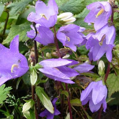 Ruig klokjesbloem - Campanula trachelium