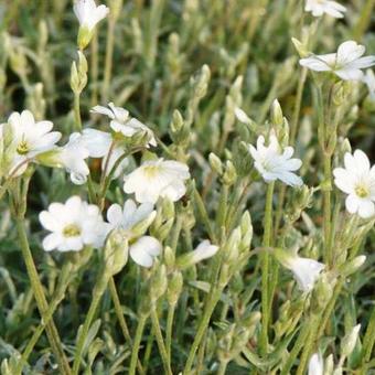 Cerastium biebersteinii