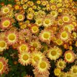 Chrysanthemum indicum 'Dernier Soleil' - Chrysant