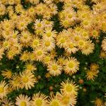 Chrysanthemum rubellum 'Mary Stoker' - Chrysant
