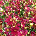 Coreopsis verticillata 'Red Satin' - Meisjesogen - Coreopsis verticillata 'Red Satin'