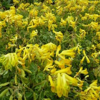 Corydalis lutea