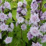 Delphinium elatum HIGHLANDER 'Chacha' - Ridderspoor