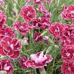 Grasanjer - Dianthus x allwoodii 'Romeo'