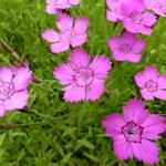 Dianthus deltoides 'Rosea' - Steenanjer/Zwolse anjer