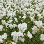 Dianthus plumarius 'Albus Plenus' - Grasanjer