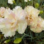 Dianthus plumarius 'Devon Cream' - Grasanjer