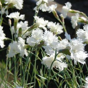 Dianthus plumarius 'Mrs Sinkins'