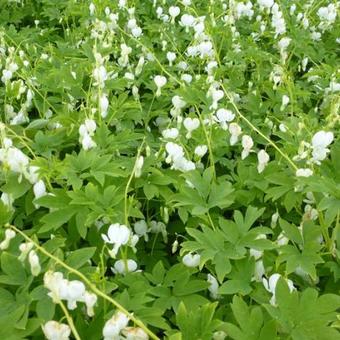 Lamprocapnos spectabilis 'Alba'