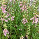 Digitalis 'Glory of Roundway' - Vingerhoedskruid