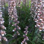 Digitalis lanata - Wollige vingerhoedskruid