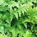 Dryopteris dilatata 'Crispa Whiteside' - Brede stekelvaren