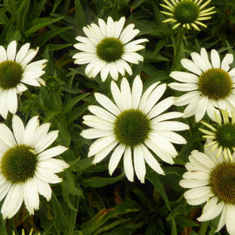 Echinacea SUNSEEKERS 'White'