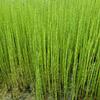 Holpijp - Equisetum fluviatile