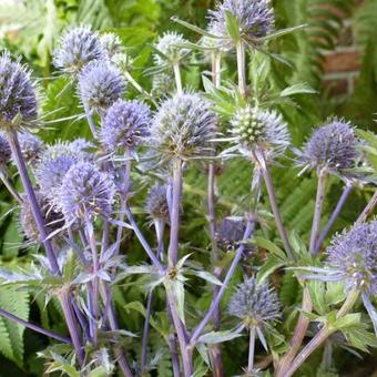 Eryngium planum