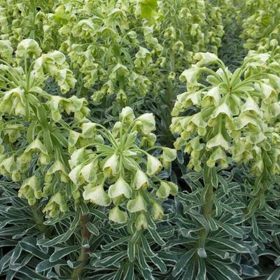 Wolfsmelk - Euphorbia characias 'Glacier Blue'