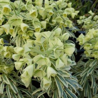 Euphorbia characias 'Tasmanian Tiger'