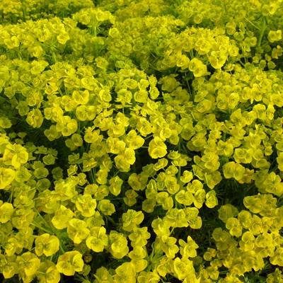 Wolfsmelk - Euphorbia waldsteinii 'Betten'