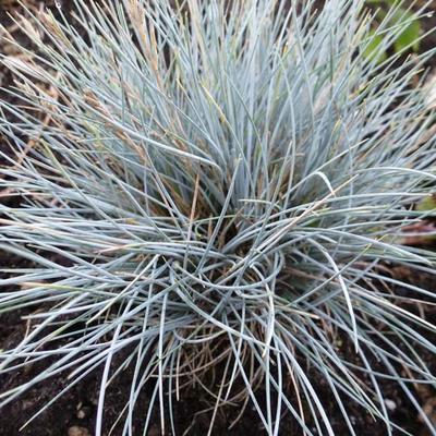 Zwenkgras, Blauw Schapegras - Festuca glauca 'Silberreiher'