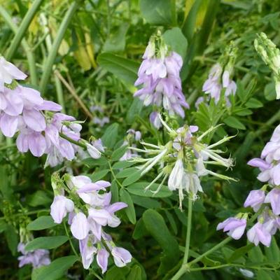 Galega officinalis - Geitenkruid, Geitenruit