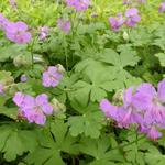 Geranium x cantabrigiense 'Karmina' - Ooievaarsbek